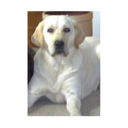 Lab breeder in Florida picture 2