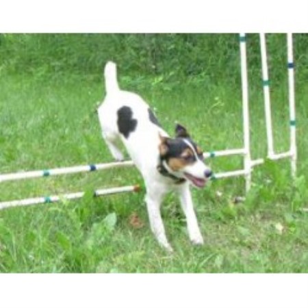 Jack Russell Terrier Breeder in Sheho, Saskatchewan