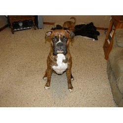 Boxer Stud in Illinois