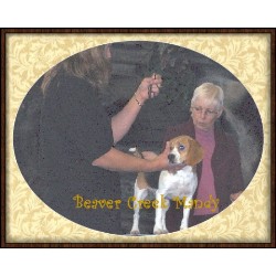 Beagle Breeder in Beaver City, Nebraska