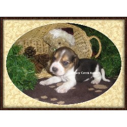 Beagle breeder in Beaver City Nebraska