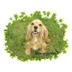 American Cocker Spaniel Breeder in Beaver City, Nebraska