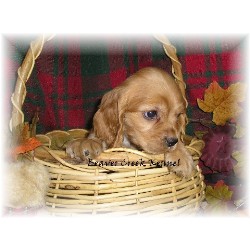 American Cocker Spaniel breeder in Beaver City Nebraska