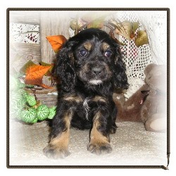 American Cocker Spaniel in Nebraska