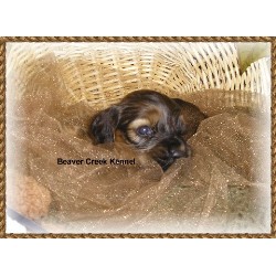 American Cocker Spaniel breeder in Nebraska picture 2