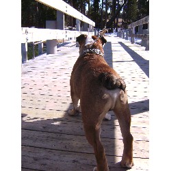 English Bulldog Breeder in South Lake Tahoe , California