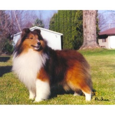 breeders in wisconsin parkae shelties shetland sheepdog breeder in shiocton wisconsin listing id 11792 breeders in wisconsin parkae shelties shetland sheepdog breeder in shiocton wisconsin listing id 11792