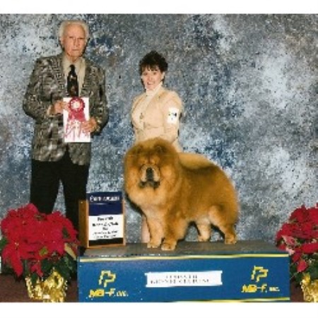 Chow Chow Breeder in Callaway, Virginia