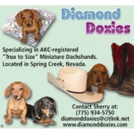 Dachshund Breeder in Spring Creek, Nevada