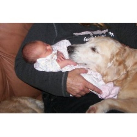 Golden Retriever in Florida