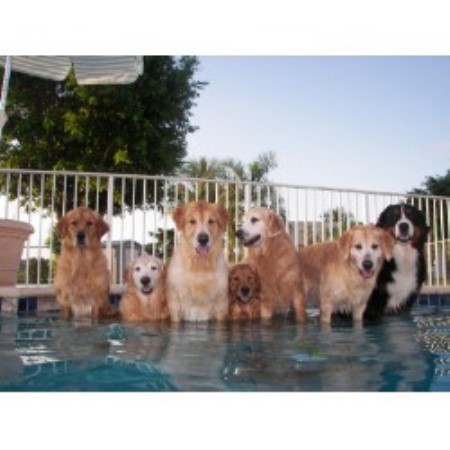 golden retriever puppies south florida golden retriever breeders in south dakota freedoglistings breeds picture golden retriever puppies south florida golden retriever breeders in south dakota freedoglistings breeds picture