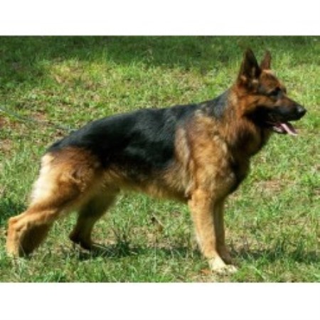 german shepherd puppies nc mathausen gsds german shepherd breeder in fort carolina listing german shepherd puppies nc mathausen gsds german shepherd breeder in fort carolina listing