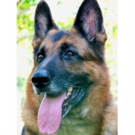 german shepherd puppies in nc mathausen gsds german shepherd breeder in fort carolina listing german shepherd puppies in nc mathausen gsds german shepherd breeder in fort carolina listing