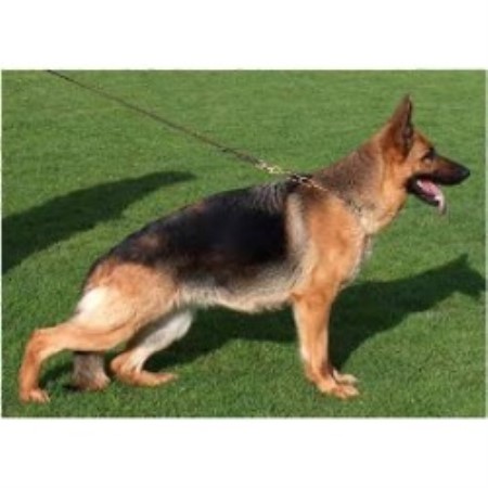 GSD,Alsatian breeder in North Carolina picture 2