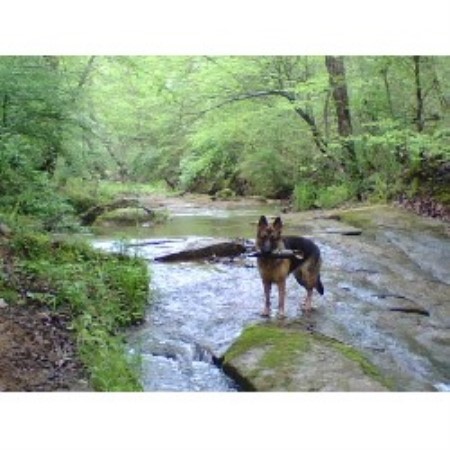 GSD,Alsatian in North Carolina picture 2