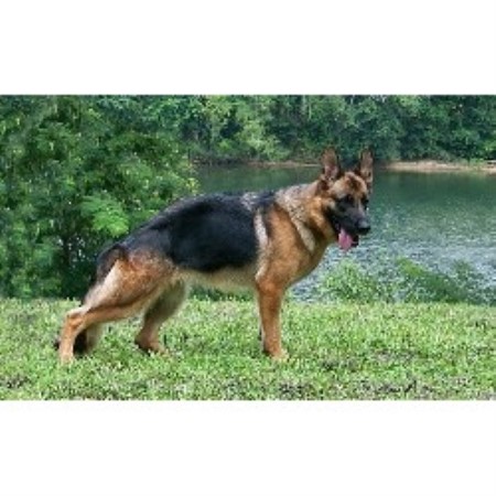 GSD,Alsatian in North Carolina