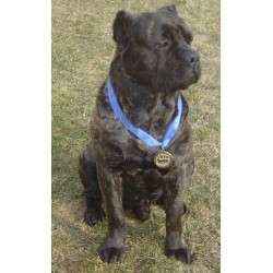 Cane Corso Stud in Illinois