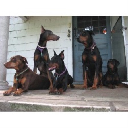 Doberman Pinscher Breeder in Winsted, Connecticut