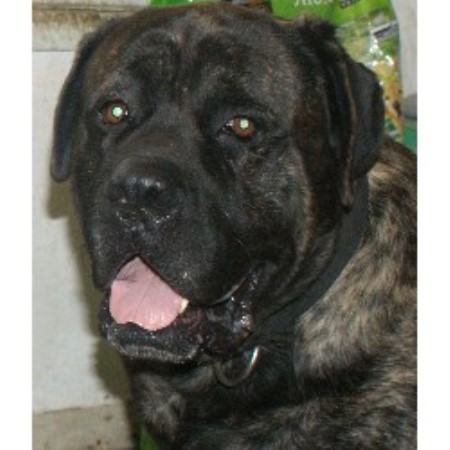 Mastiff Breeder in Lenhartsville, Pennsylvania