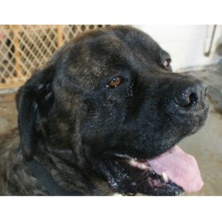 Mastiff in Pennsylvania