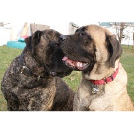 Mastiff breeder in Pennsylvania picture 2