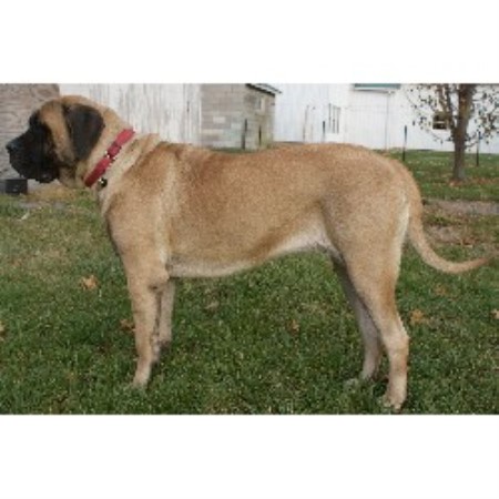 Mastiff breeder in Lenhartsville Pennsylvania