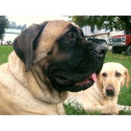 Mastiff in Pennsylvania picture 2