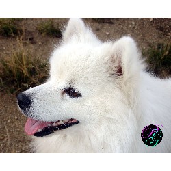 American Eskimo Dog Stud in Bennett, Colorado