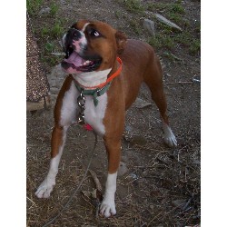 Boxer Stud in Maine