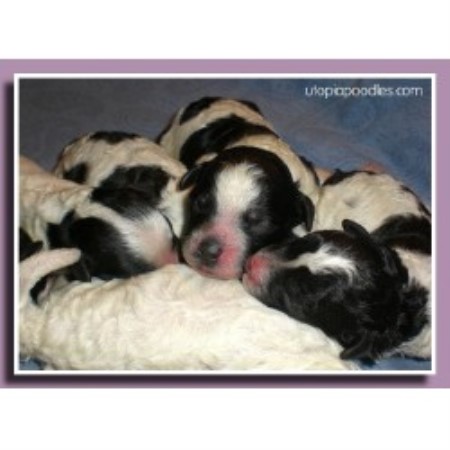 Poodle Miniature Breeder in Waycross, Georgia