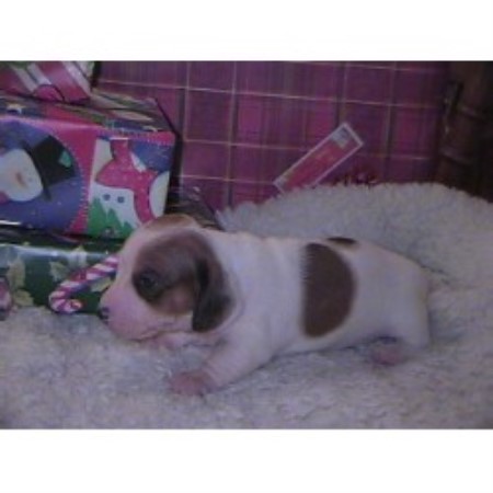 Dachshund Breeder in Greenville, Indiana