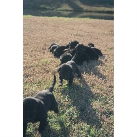 Lab in South Carolina picture 2