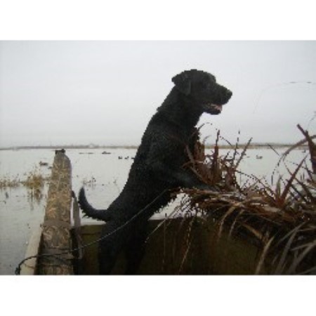 Lab in South Carolina