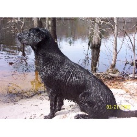 Labrador Retriever breeder in Conway South Carolina