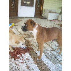 Boxer Stud in Quinlan, Texas