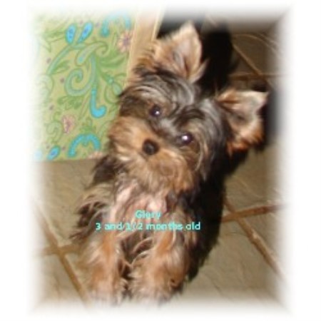 Yorkshire Terrier breeder in Irvington Alabama