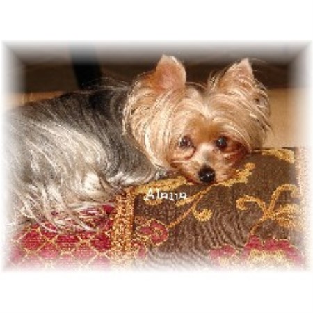 Yorkie in Alabama