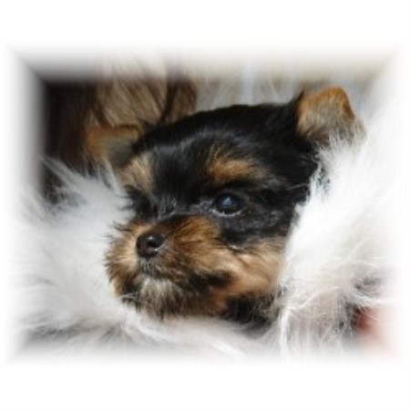 Yorkshire Terrier Breeder in Irvington, Alabama