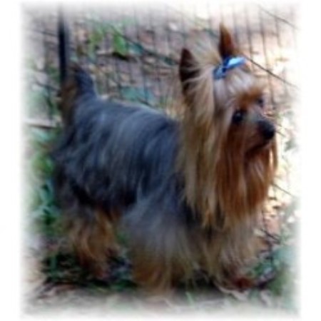 Yorkie in Alabama picture 2