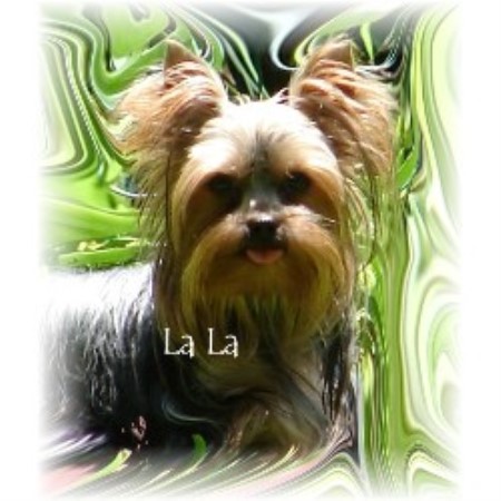 Yorkie breeder in Alabama picture 2