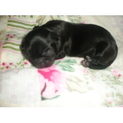 Shih Tzu breeder in Chicago Suburb Illinois
