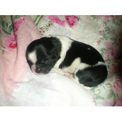 Shih Tzu breeder in Illinois picture 2