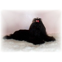 Shih Tzu Breeder in Chicago Suburb, Illinois