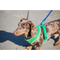 Dachshund Stud in Aurora, Oregon