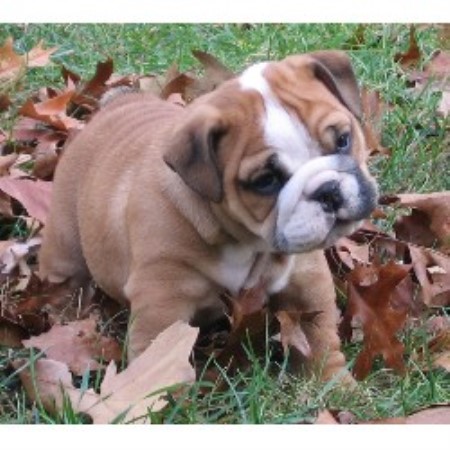 bulldog puppies missouri castlewood bulldogs bulldog breeder in caulfield missouri 65626 bulldog puppies missouri castlewood bulldogs bulldog breeder in caulfield missouri 65626