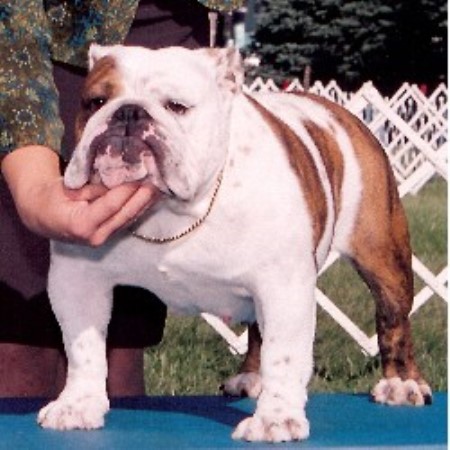 English Bulldog Breeder in Caulfield, Missouri