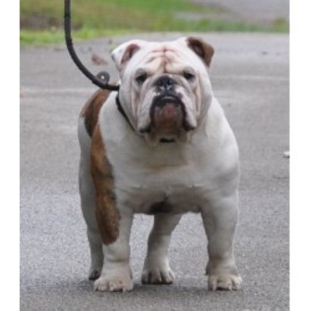 British Bulldog, Bulldog in Missouri picture 2