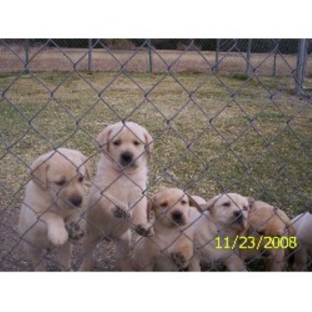Lab breeder in Texas picture 2