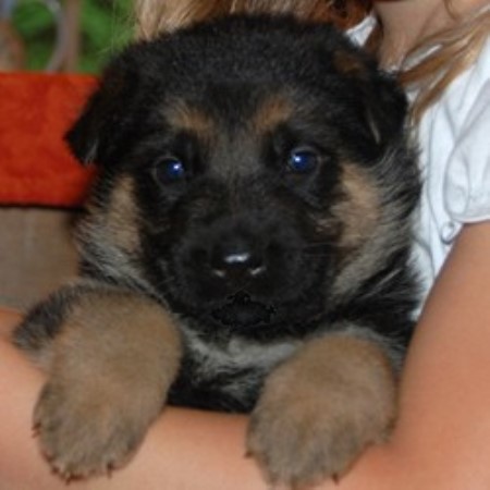 GSD,Alsatian in Connecticut