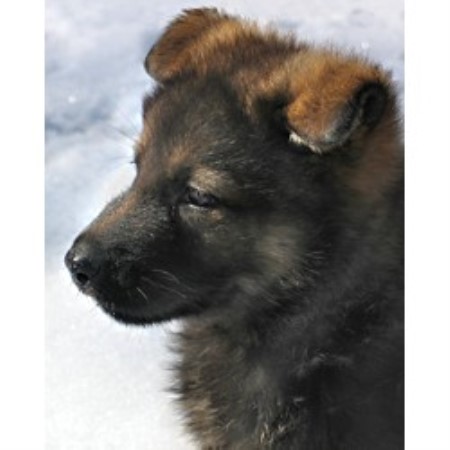 GSD,Alsatian breeder in Connecticut picture 2